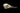 Manx Shearwater skull on a black background