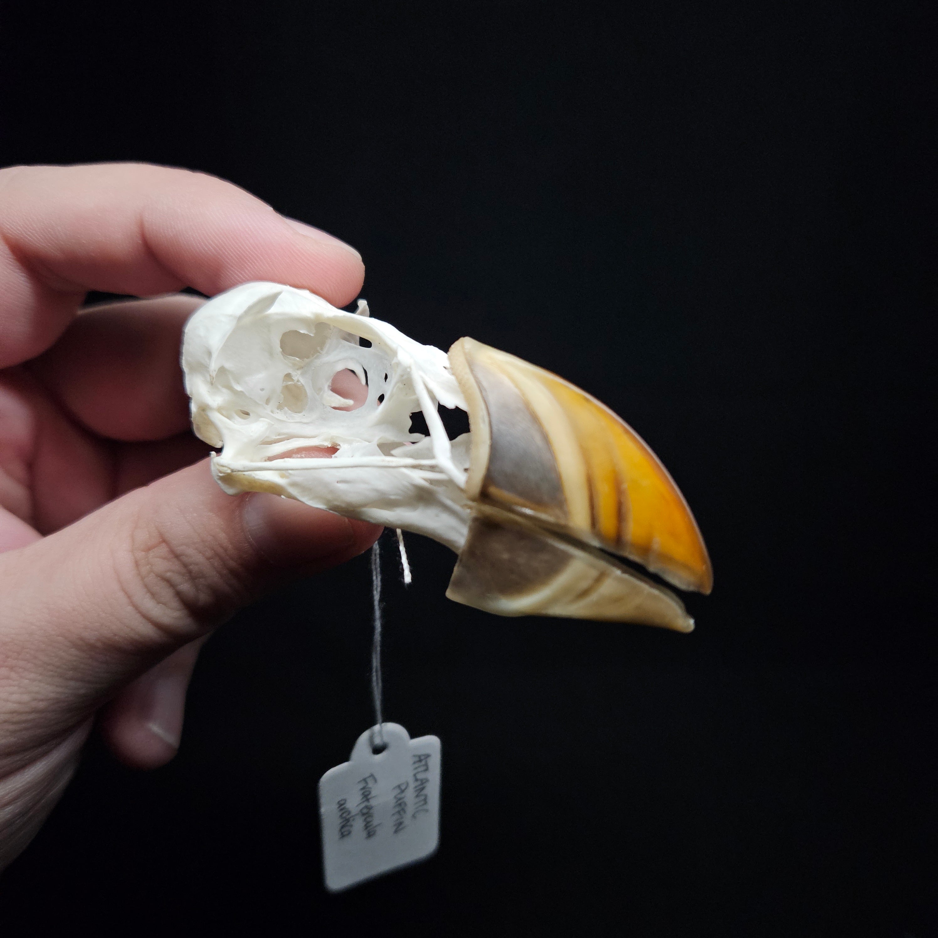 Atlantic Puffin Skull – Ornithological Osteology