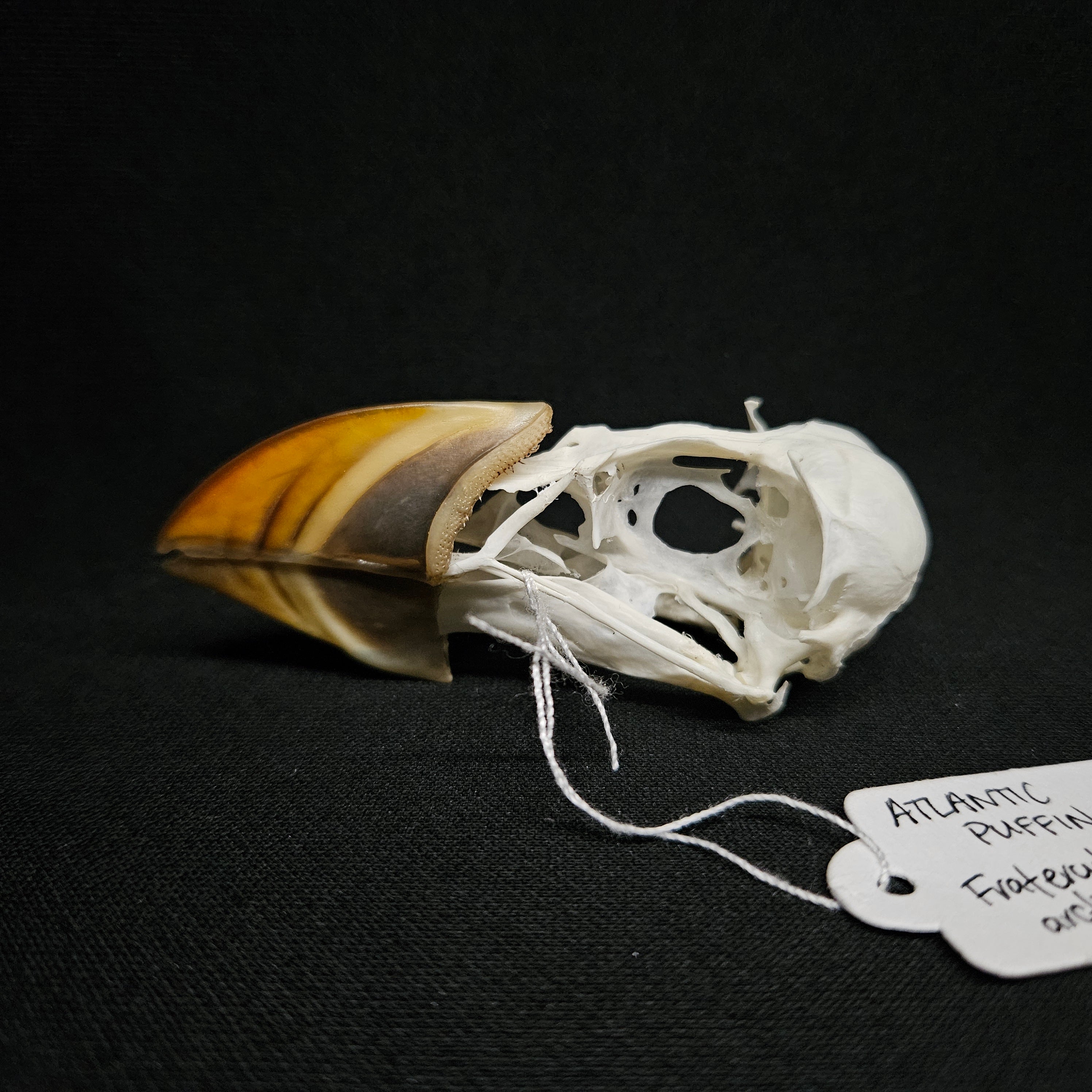 Atlantic Puffin Skull – Ornithological Osteology