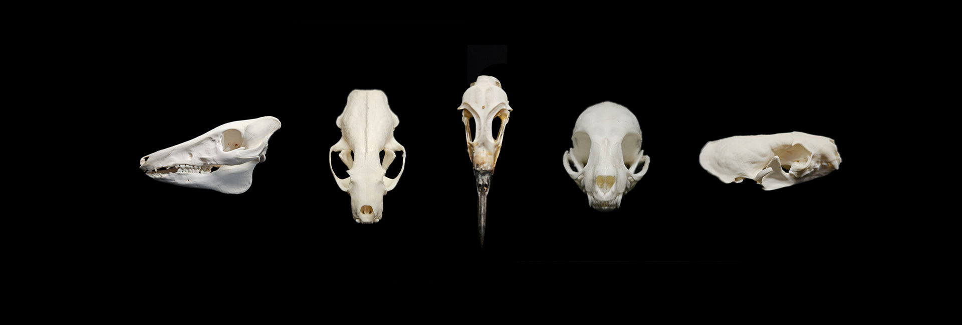 5 Skulls in a row on a black background