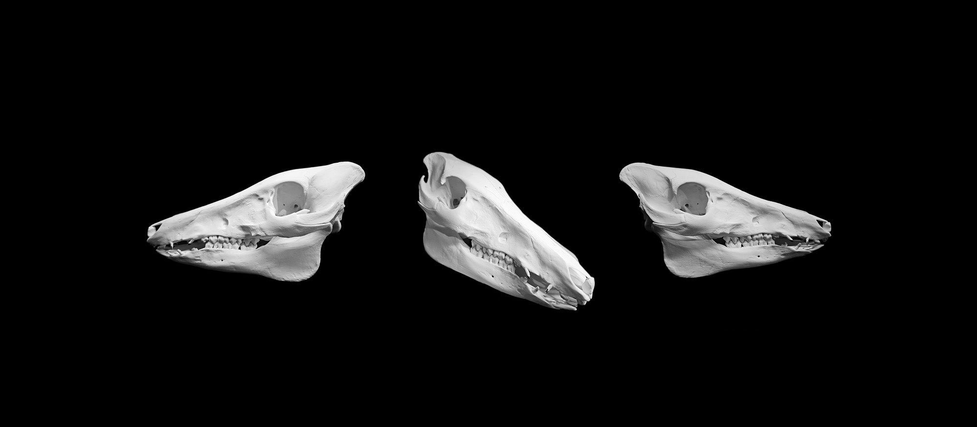 three eurasian boars skulls in a row on a black background