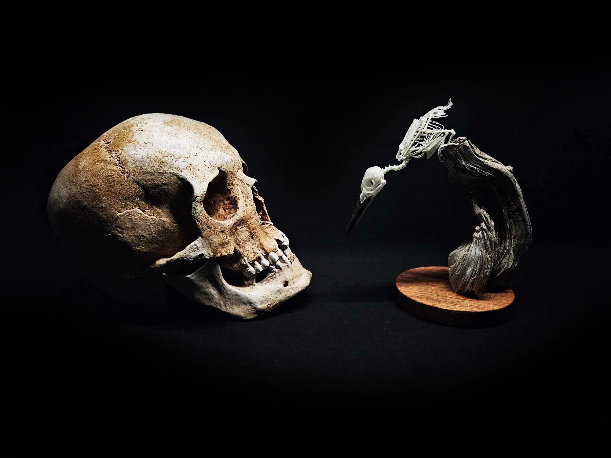 Image of a human skull facing a bird skull