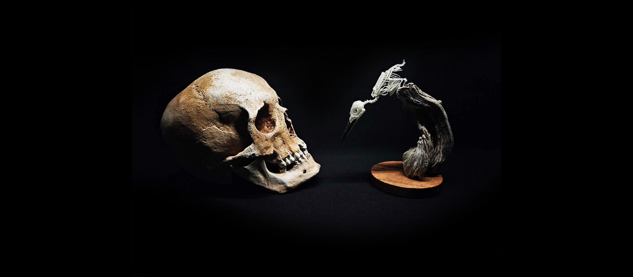 Image of a human skull facing a bird skull