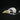 Common Hill Myna Skull