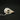 Long-tailed Shrike Skull 2